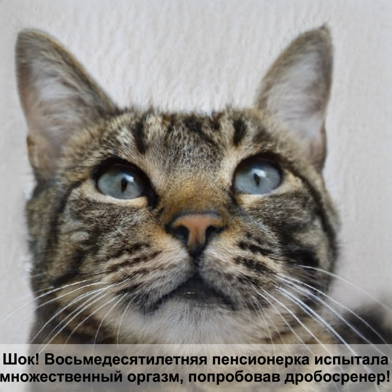 азиатская леопардовая кошка