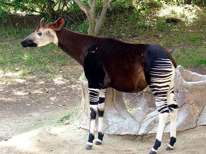 https://i.postimg.cc/6Q89y068/okapi.jpg