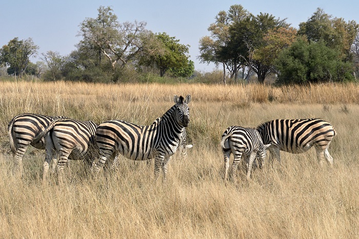 Vumbura Plains, Botswana