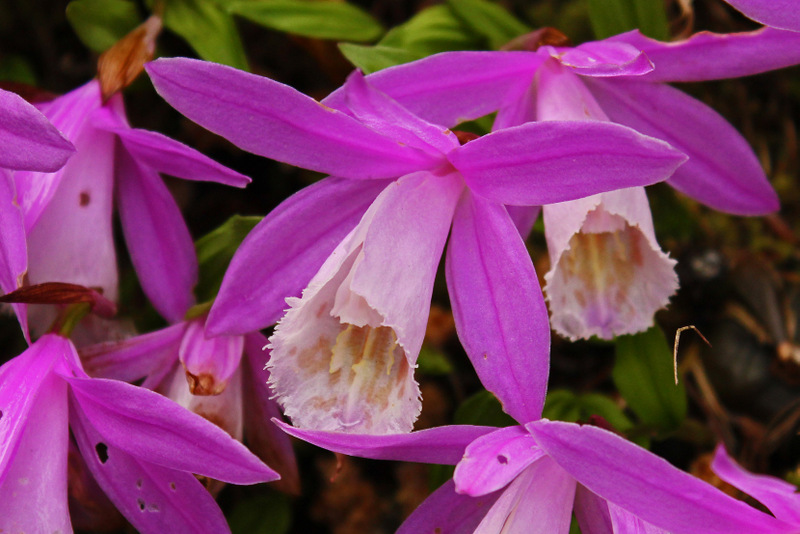Pleione bulbocodioides (Franch.) Rolfe - BG Utre