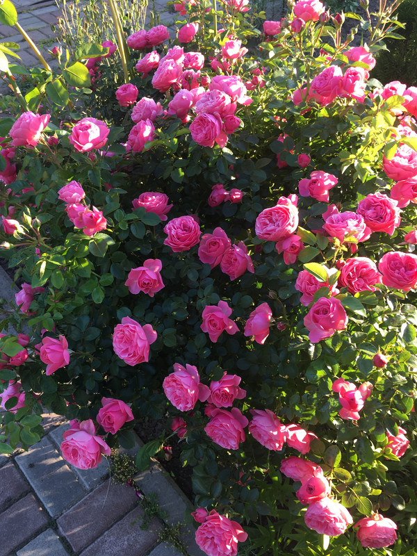 8807F14A-FB61-4E61-BC93-EF37421D1A69