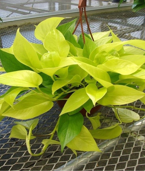 image_search_1760875832095