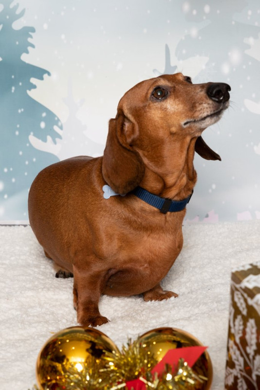 [Image: Chiens-Famille-Leroy-20.jpg]