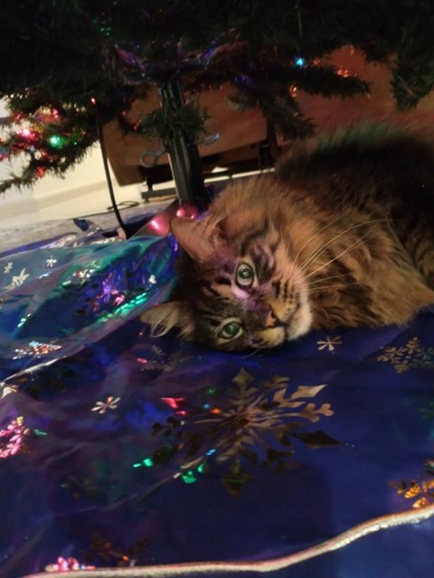 Junior-Xmas2023.jpg