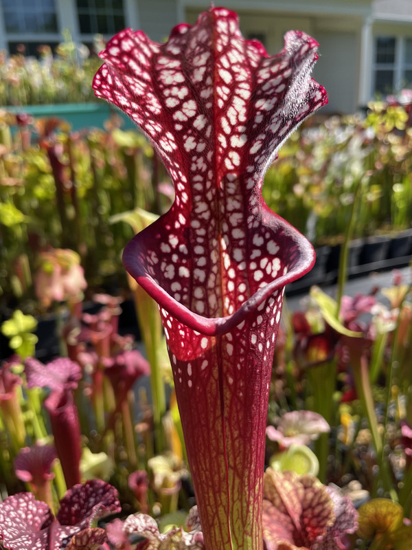 212F297C-73FE-4AA7-8C19-14387F83A3BB