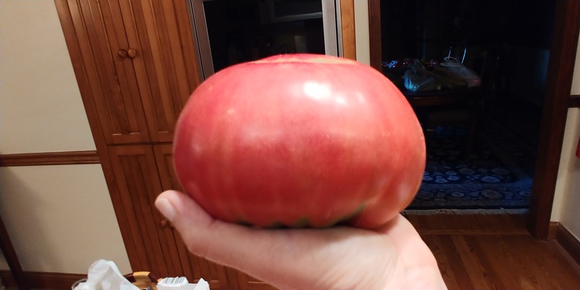 [Image: 3-lb-Tomato-7-29-2020-1.jpg]