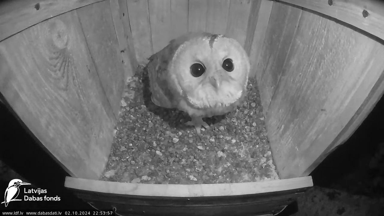 Lauku piekūns Skrīveru apkārtnē 6-49-55 screenshot