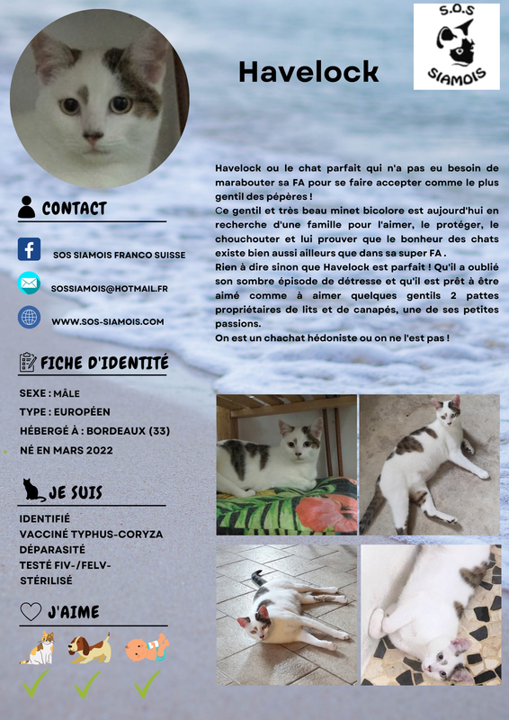 Fiches d'une partie de nos chats adoptables MODELE-A-DUPLIQUER-havelock-2