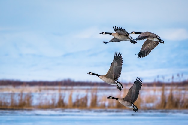 Snow Goose Migration