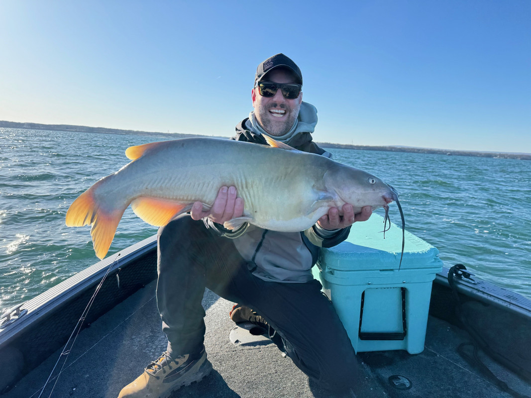 catfish