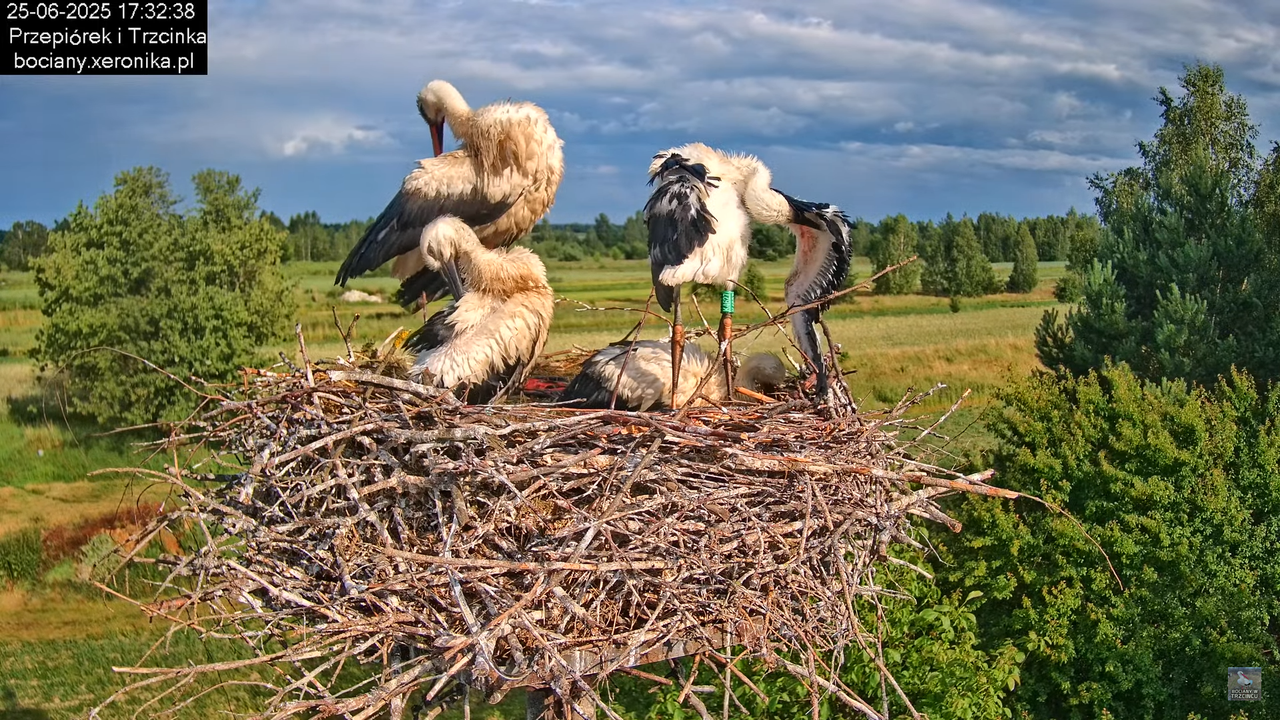 25062025bociany36