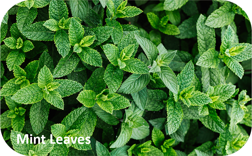 Which Vastu Plants Are Lucky For Your Zodiac Sign?