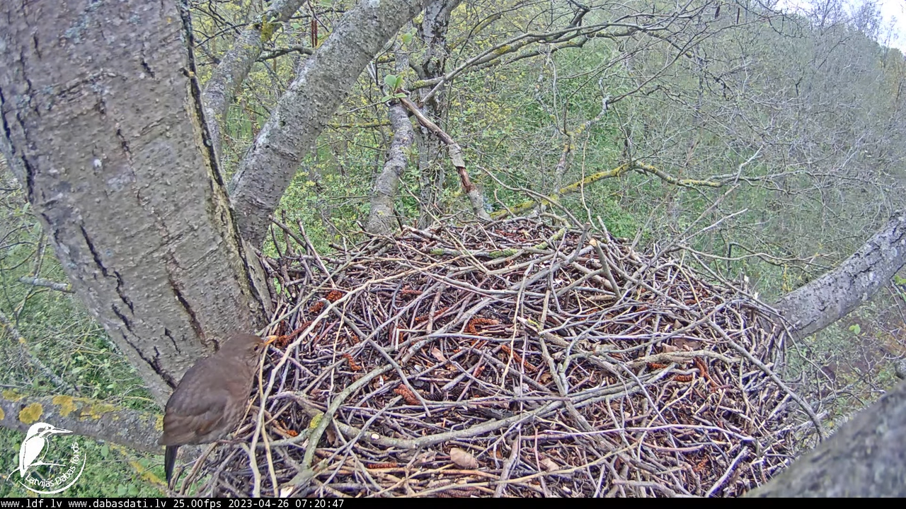 Vistu vanags (Accipiter gentilis) Rīgā - LDF tiešraide __ Goshawks, Riga, Latvia 5-12-47 screenshot