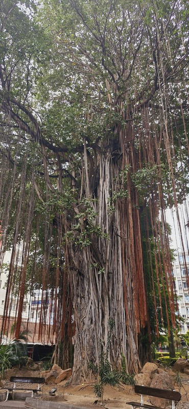 Isla Mauricio II: rozando el nirvana - Blogs de Mauricio - Port Louis y Jardín de Pamplemousses (6)
