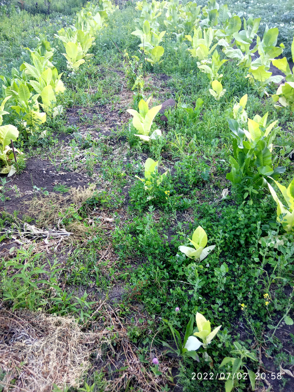 16567703033793709801214000690201