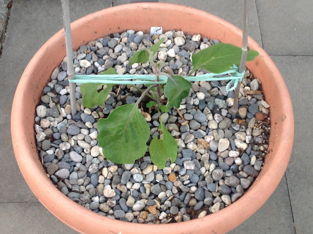 Auberginen Setzling eingetopf 11. Mai 2015 (C)