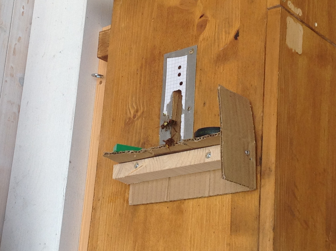 Vespa crabro germana 23. Juli 2015 (4)