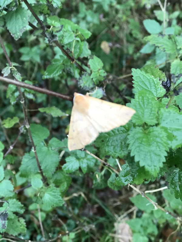 5230E573 8EC3 440D BC41 BC85981602A9