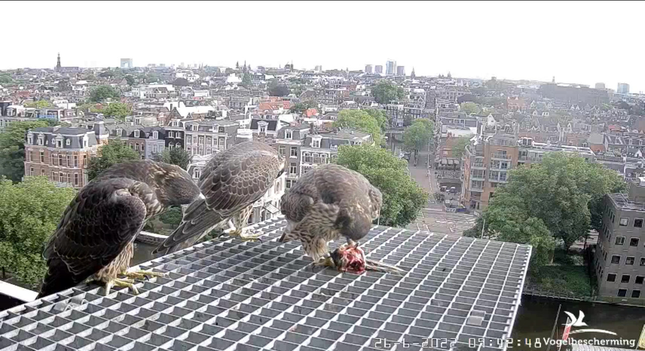 Amsterdam/Rijksmuseum screenshots © Beleef de Lente/Vogelbescherming Nederland - Pagina 33 Video-2022-06-26-094750-Moment-7