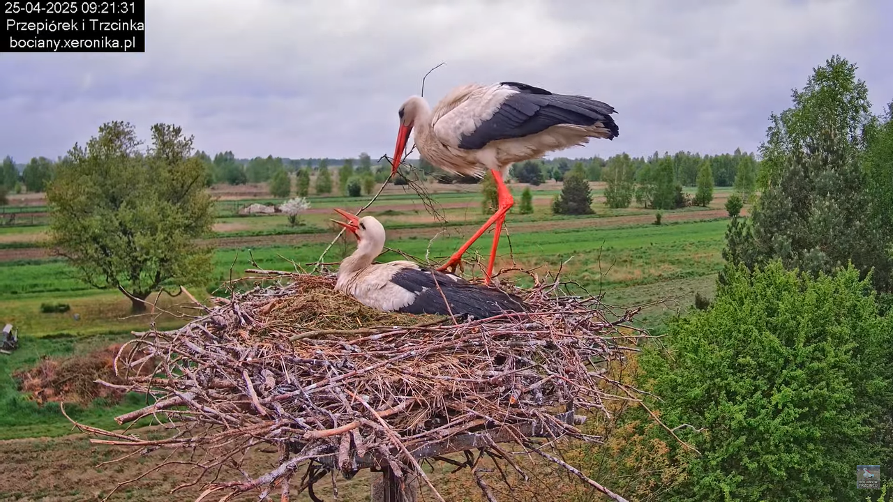 25042025bociany8