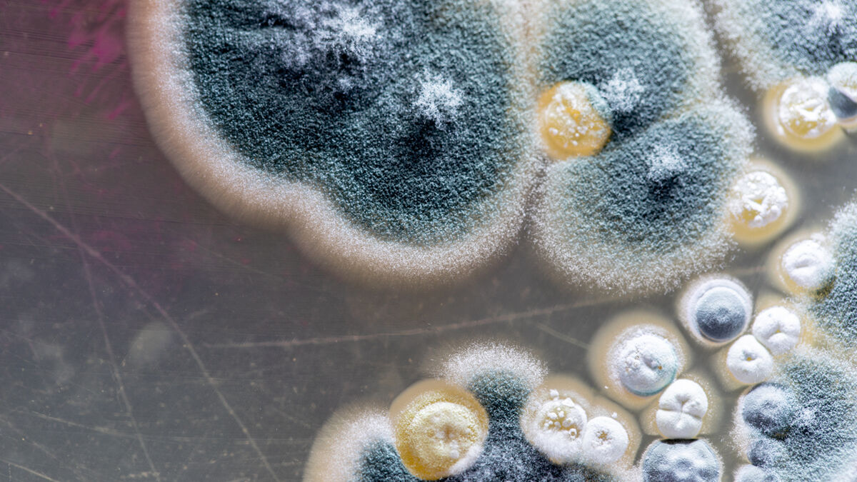 TikToker usa moho para maquillarse y se viraliza ¿Puso en peligro su vida?