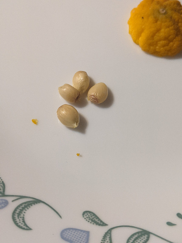 Dec 31 2021 A-026 segentrange seeds
