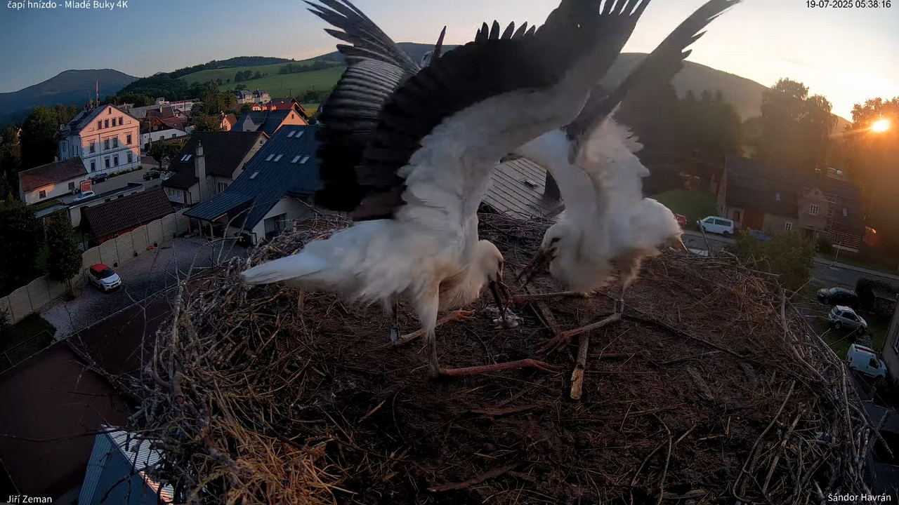 Živá kamera - Mladé Buky - čapí hnízdo 4K 8-55-17 screenshot
