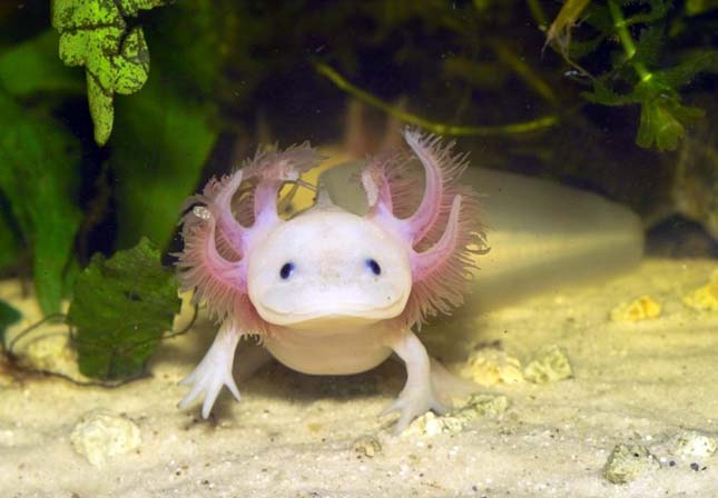 https://i.postimg.cc/6QKNxj2M/axolotl.jpg