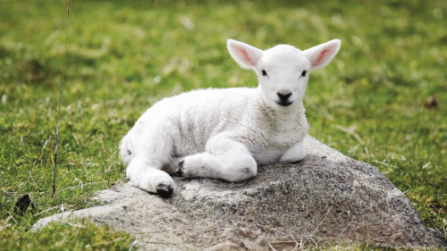 march-like-lamb.jpg
