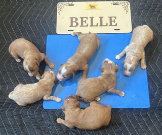 Belle s males