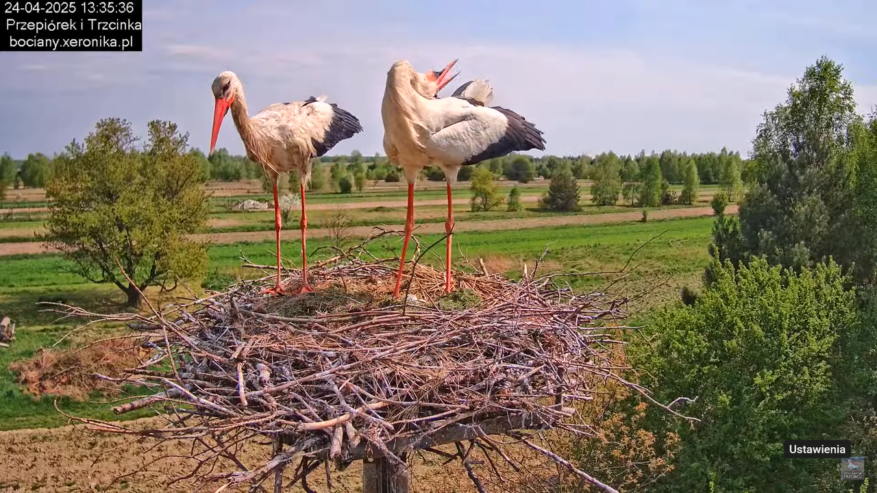 24042025bociany13