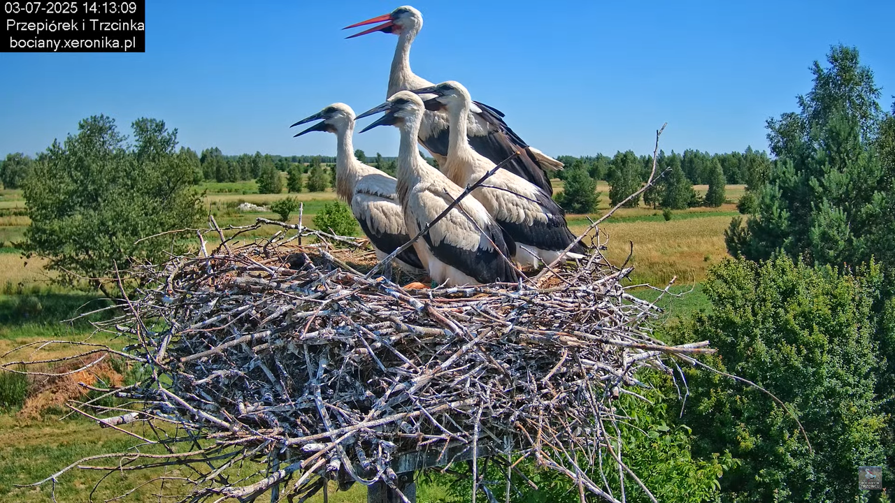 03072025bociany38