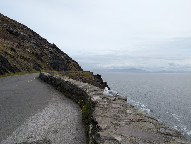 10 días por Irlanda en verano de 2024 - Blogs de Irlanda - DÍA 6 – Slea Head Drive – Adare - Limerick (7)
