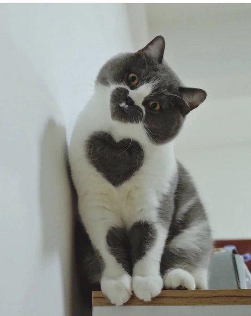 heart kitty