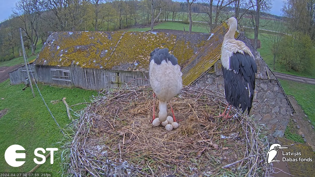 Baltie stārķi (Ciconia ciconia) Tukuma novadā - LDF tiešraide __ White storks in Tukums, Latvia 11-5