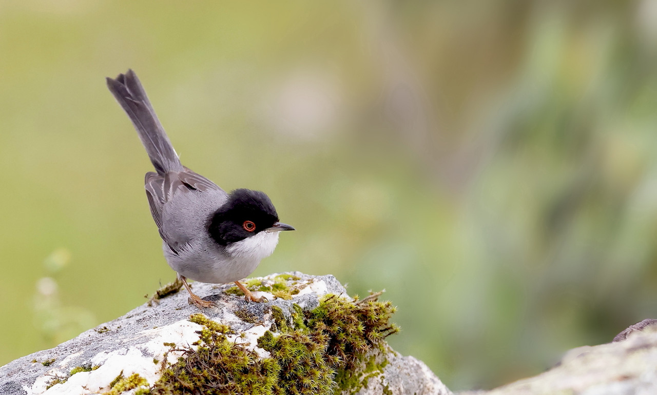 Kleine Zwartkop, Extremadura, maar 2026
