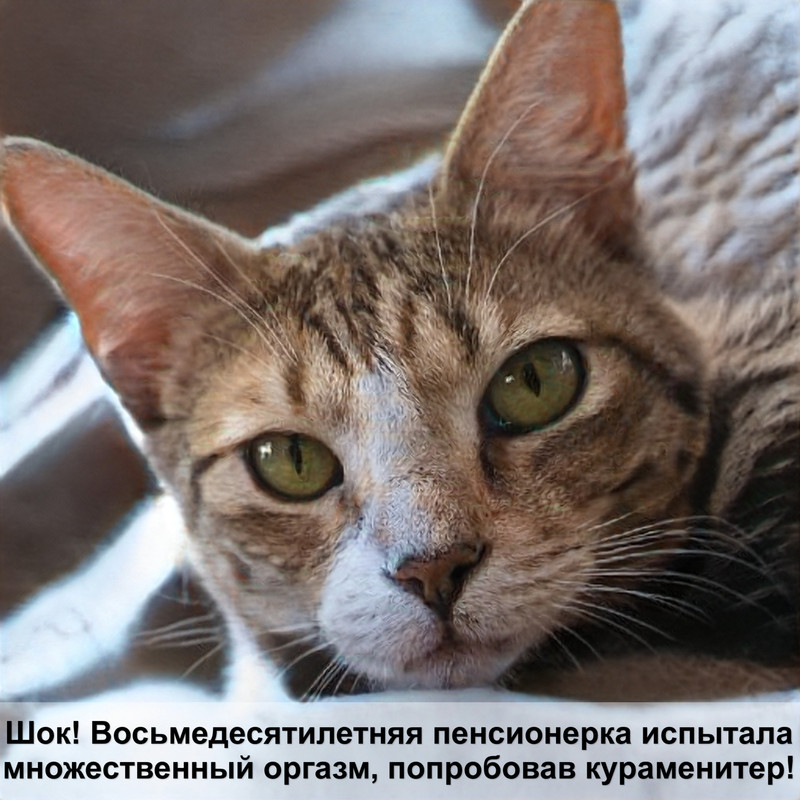 бенгальская кошка без шерсти