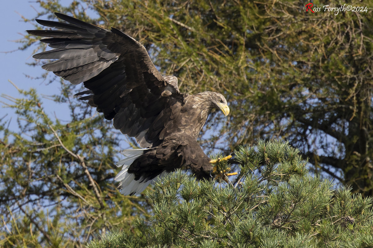 20240831-_5RF7470-CR3