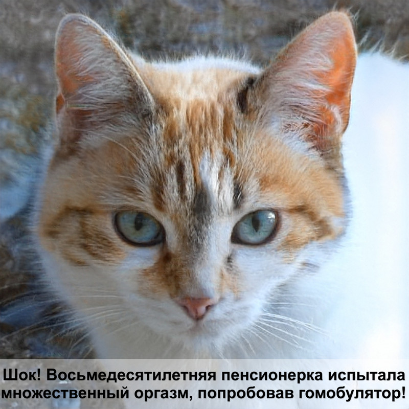 невская маскарадная кошка окрасы