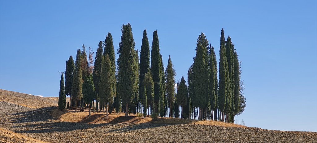 La Toscana 2022: entre termas y cipreses - Blogs de Italia - Los cipreses creen en Dios...y más en Val D'Orcia (2)