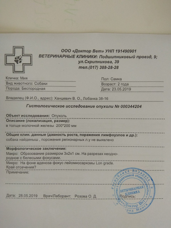 гистология