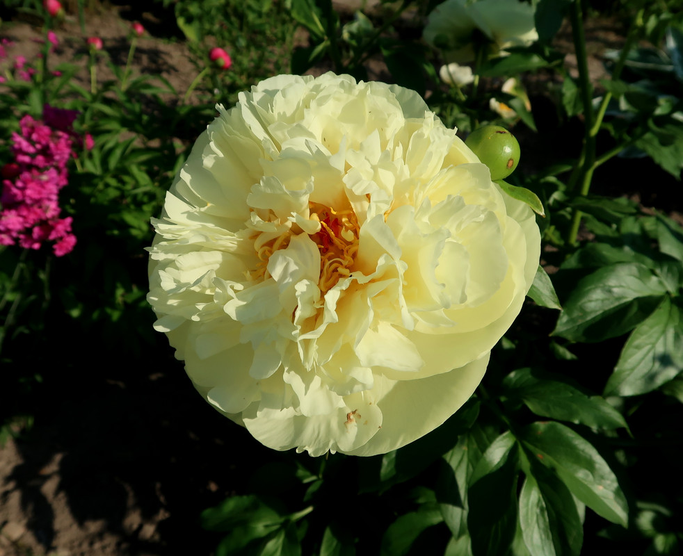 18Пион Lemon Chiffon 1