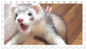 ferret2