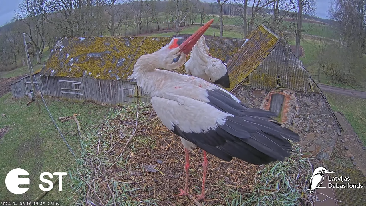 Baltie stārķi (Ciconia ciconia) Tukuma novadā - LDF tiešraide __ White storks in Tukums, Latvia 13-2