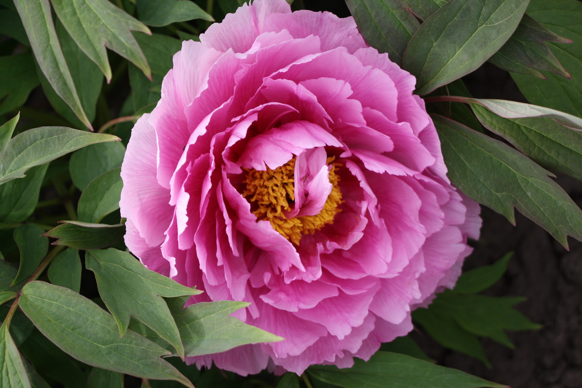 d Limpid Dews on Two-horned Flower (2)