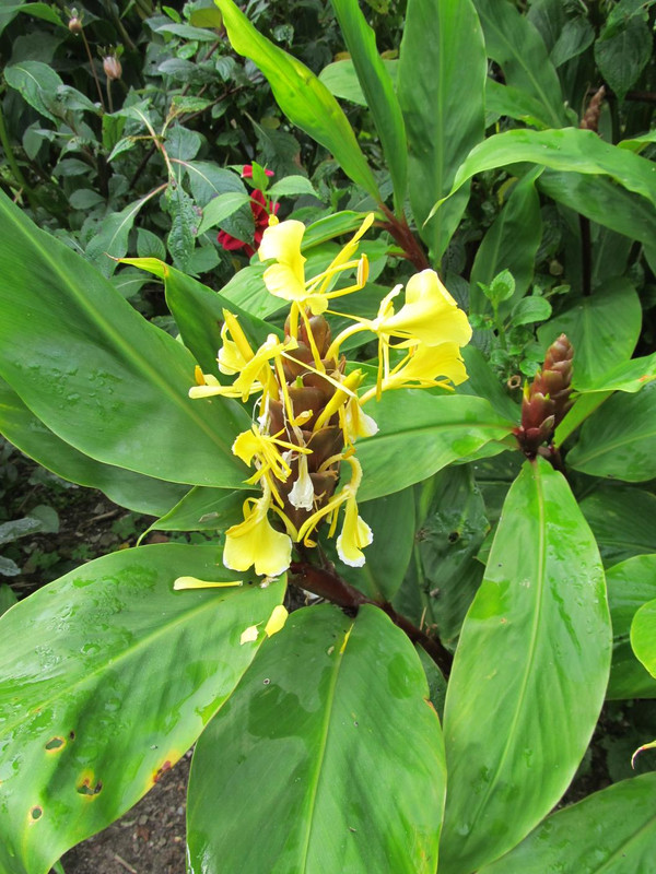 Hedychium urophylum