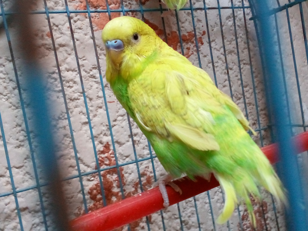 صورة