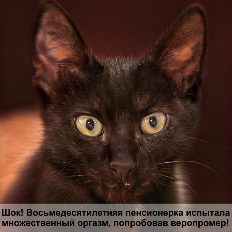 окрас бенгальских кошек