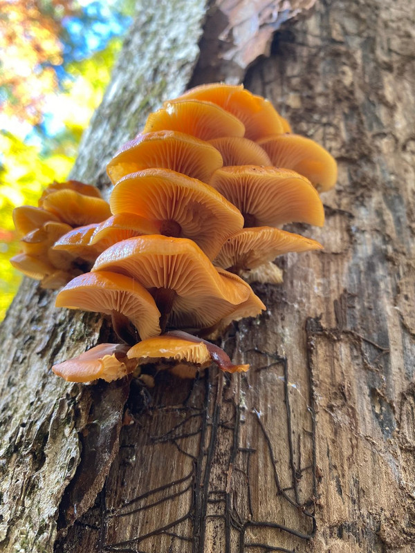 Spring Edible mushroom thread, share you mushroom pictures - Spring ...