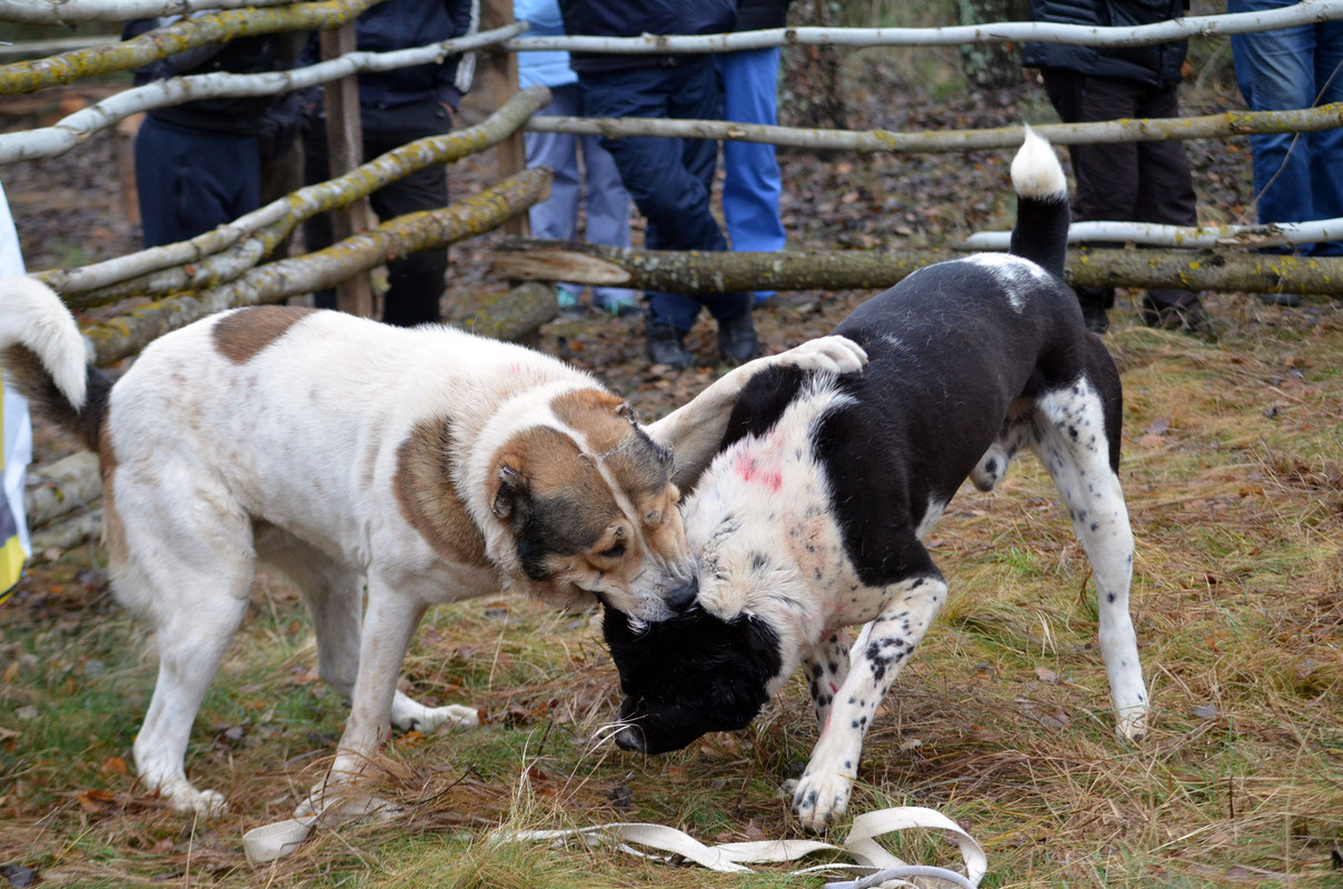 Халк - Сако (12)